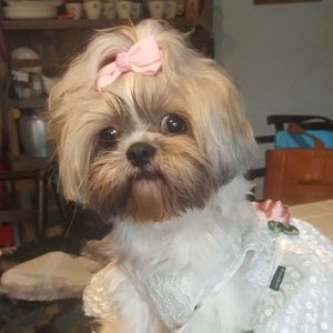 Meet your Posher, Franki